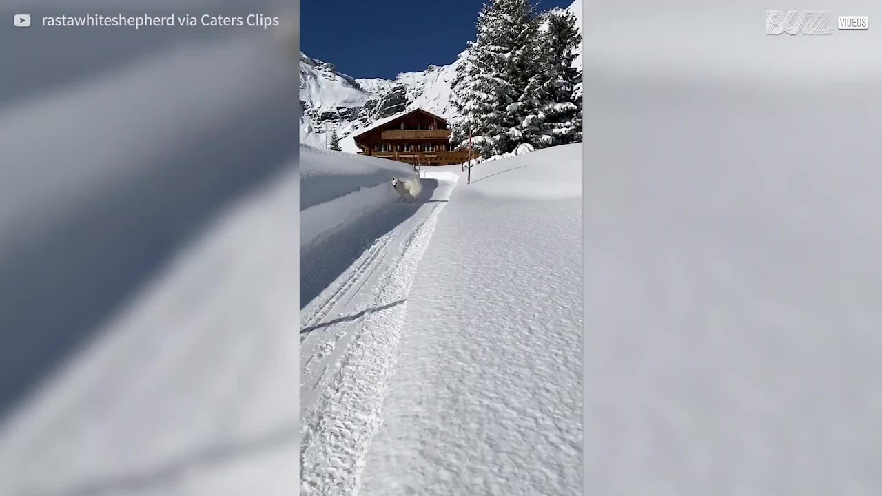 Ce chien saute dans une épaisse couche de neige