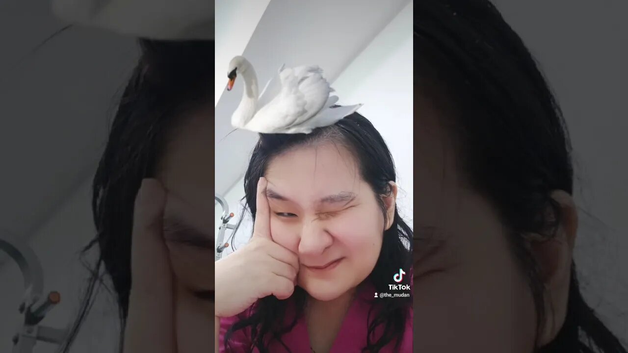 what ur spirit animal