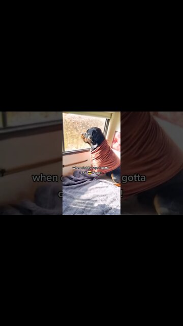 My Rottweiler Won't Stop 😮‍💨❤ #Shorts #rottweiler #dogs