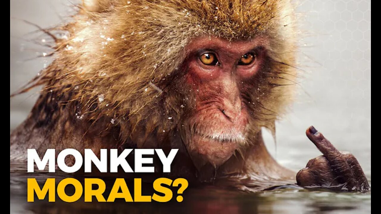 Do Monkeys Have a Moral Compass {Wildlife Documentary}