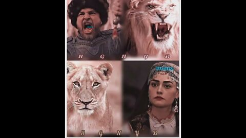 THE TIGER FAMILY , ERTAGRUL GAZI EDIT