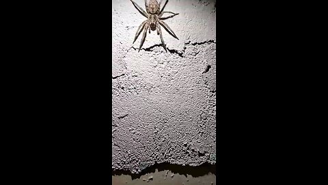 The huge Wolf spider