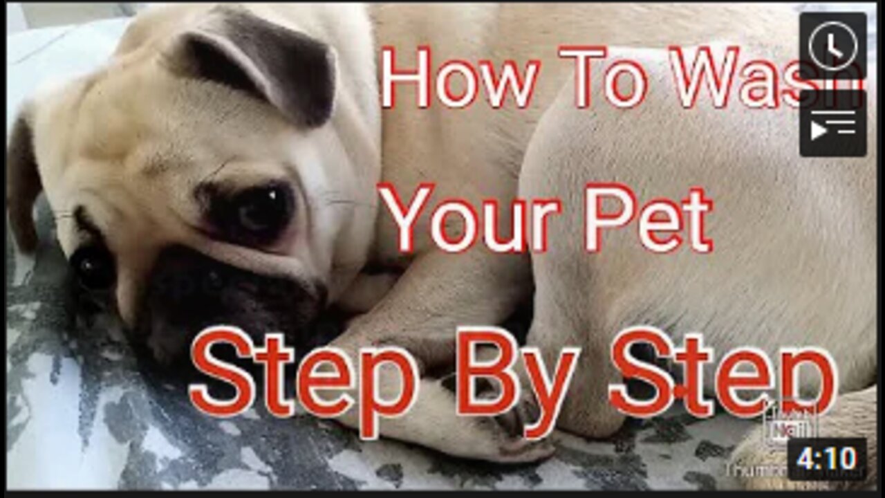 How To Wash Your Pet | A Step By Step Guide