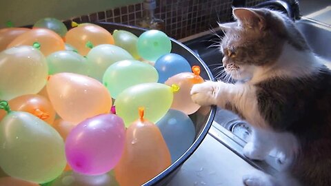 Cats funny video Balloon crese