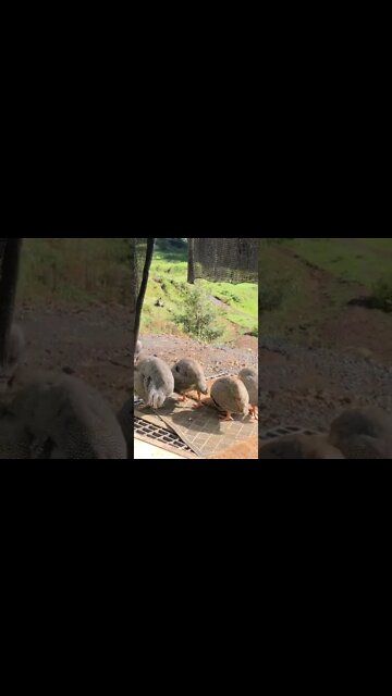 Guinea fowl keets pecking at my doorstep