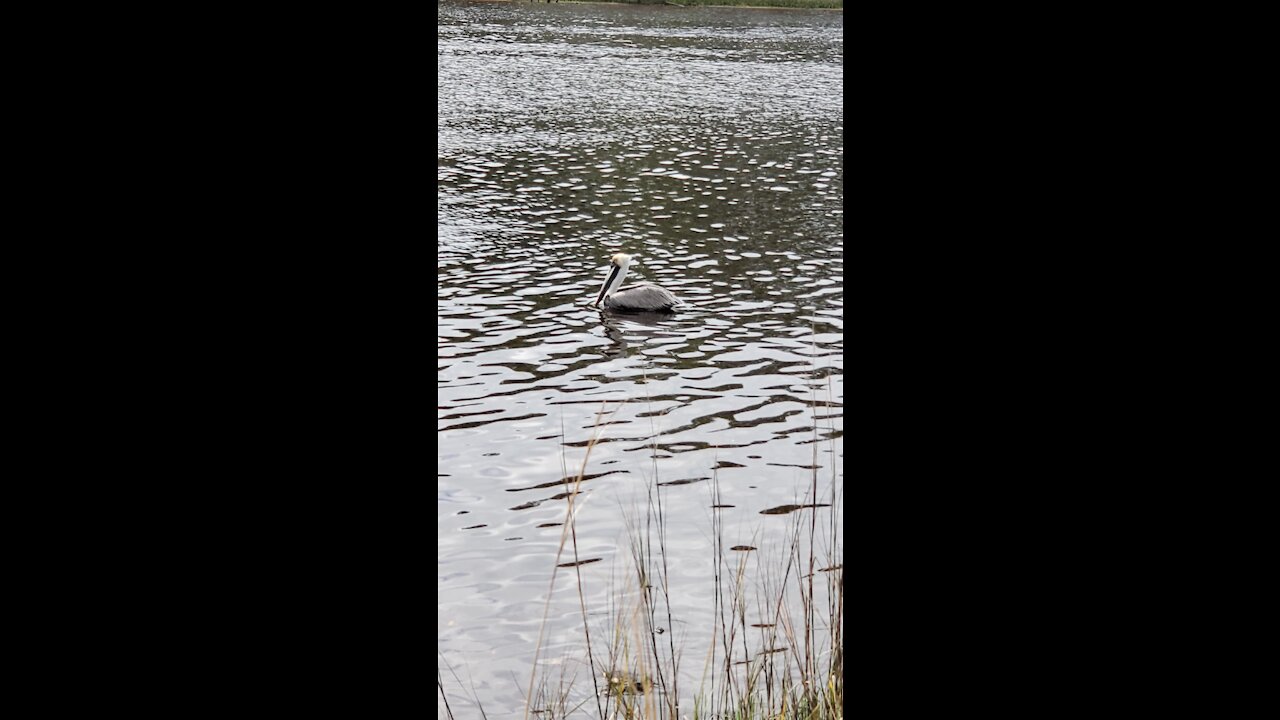 Pretty pelican wading on the water