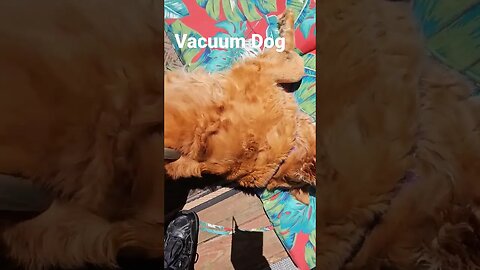 Vacuum Dog, Titan #life #best #goldenretriever #dog