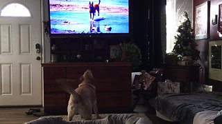 Labrador can't get enough of watching dogs on TV