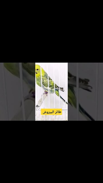 طائر البيروش