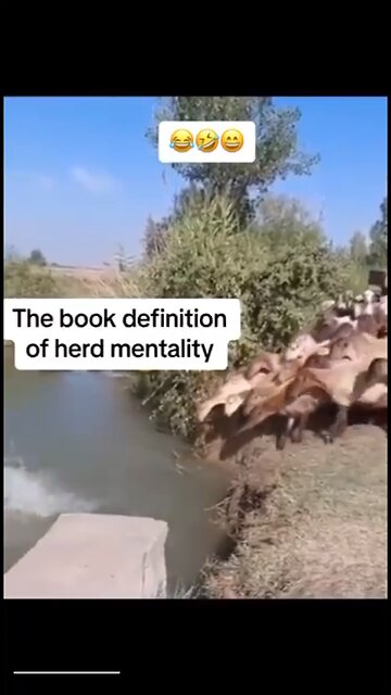 Sheep : herd mentality 😀