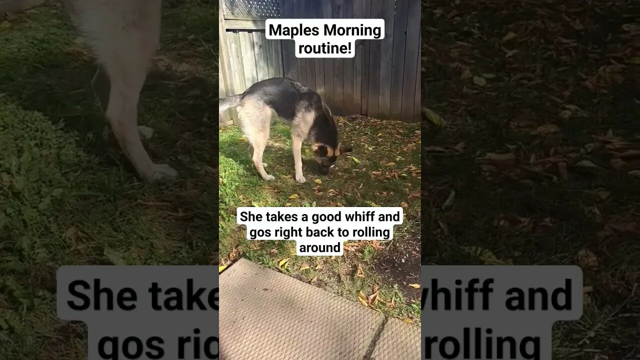 Cute Dog Loves Rolling Around In Grass