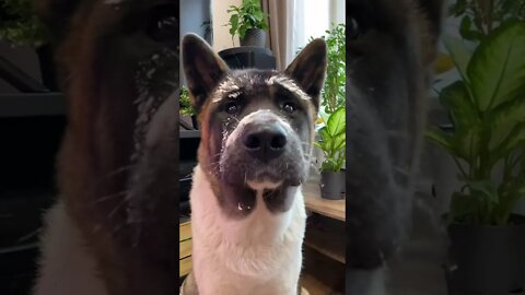 #shorts Смешные Собаки Из Тик Тока 121 Funny Dogs From Tiktok