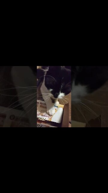 can my cat get 1 million views