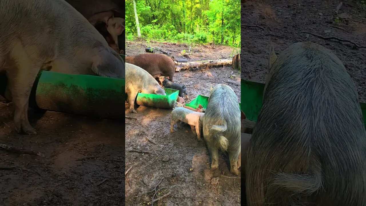 Piglets Having Breakfast @UncleTimsFarm #kärnəvór #carnivore #shorts #hereford #freerangepigs