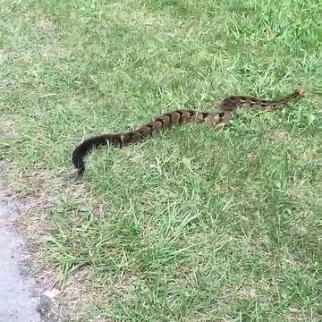 Rattlesnake spotted at Devil's Lake