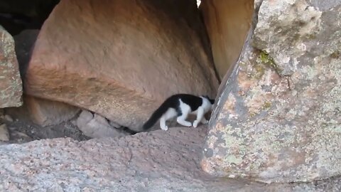 Our Cats #107 #shorts – Kitten Tries to Find/Follows Her Older Sister Under Rocks