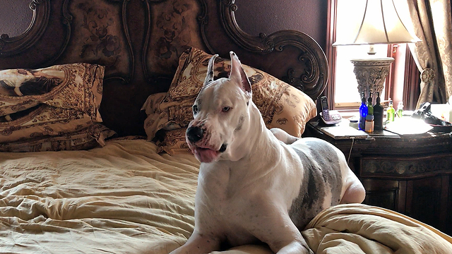 Great Dane Refuses To Get Out Of Bed