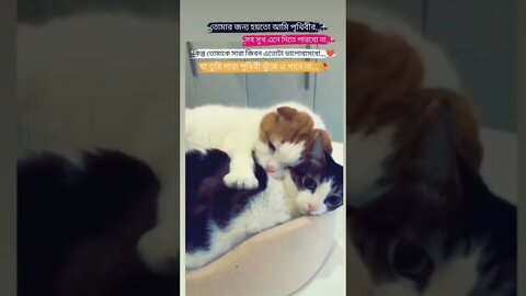 cuple goal #trending #viral #shorts #cute
