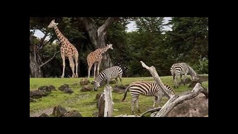 We Started A Zoo
