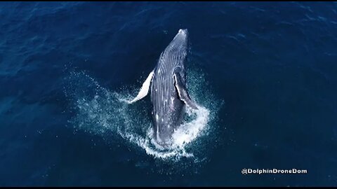 The Hidden World of Whale Diving: Unraveling the Mysteries encounter