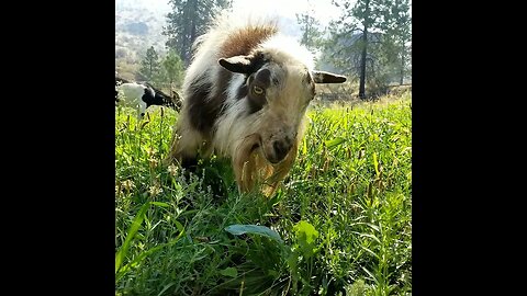 #pastureraised #goats #cute #farmanimals #homesteading