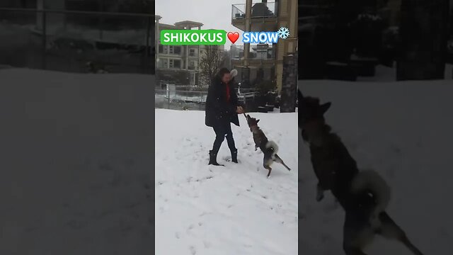 SHIKOKU Dogs LOVE Snow! Part 1