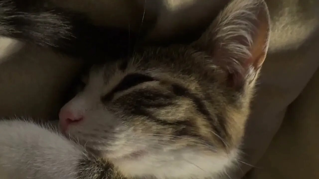 Rudolph the Kitten Is Stretching