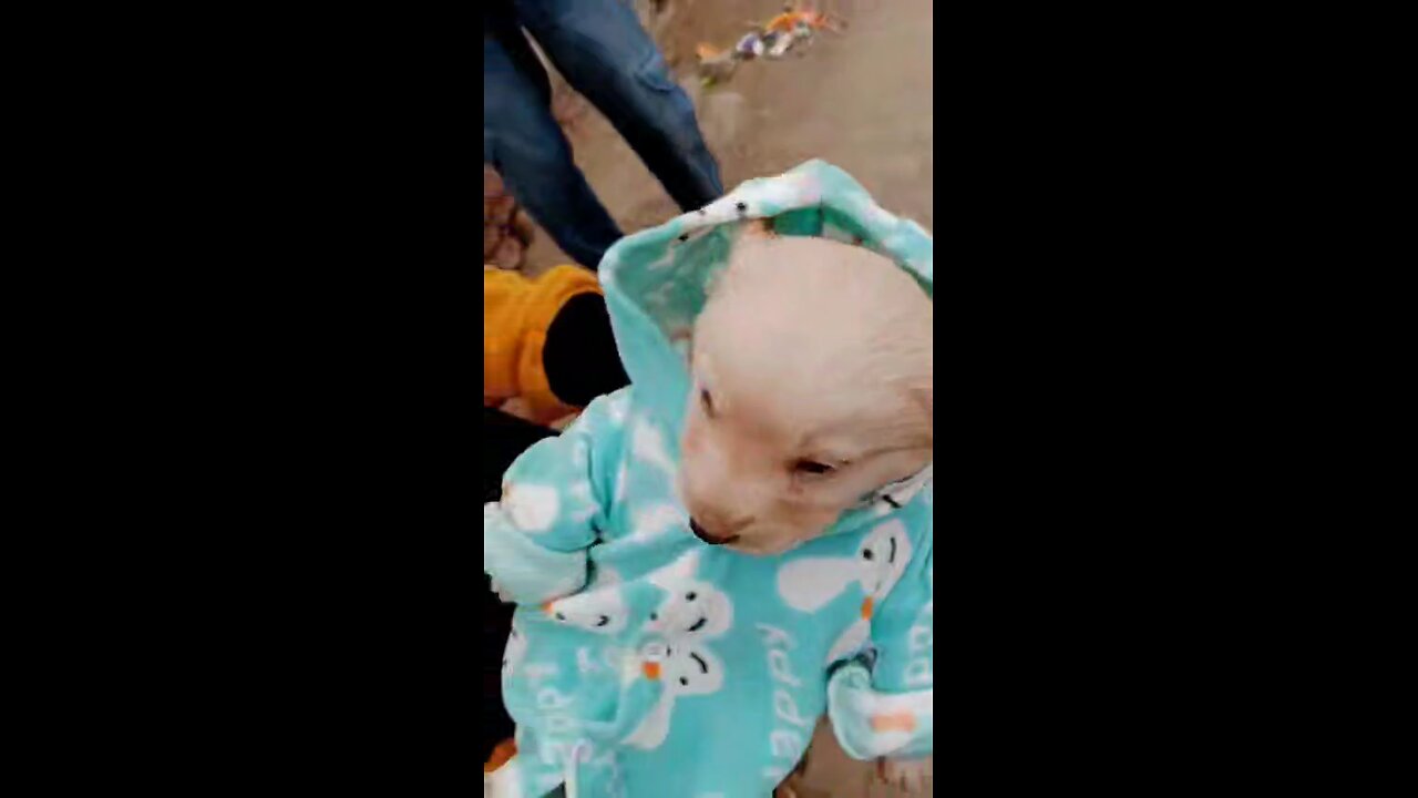 A Baby dog Wear a Clothes