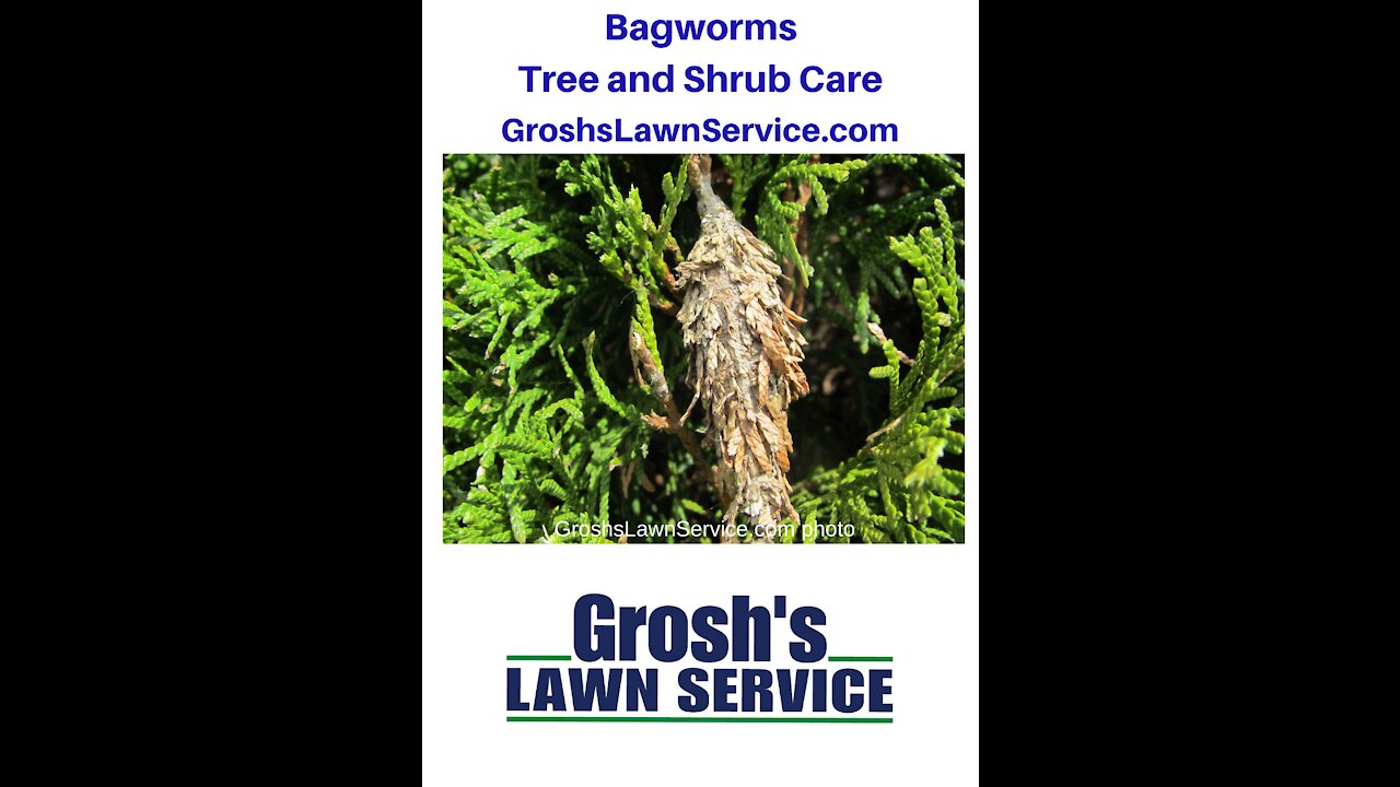 Bagworms Hagerstown MD Tree Shrub Care Washington County Maryland