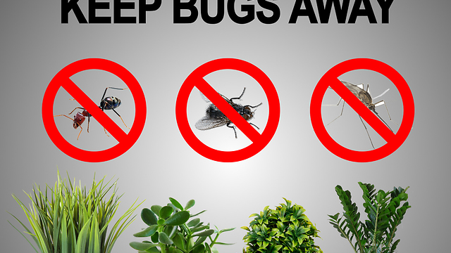 Plants that help keep bugs away