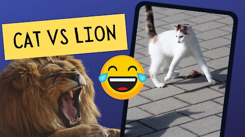 Cat vs Lion - funny