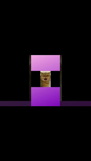 Rir faz bem! Sorria com esses gatinhos! Funny cat #shorts