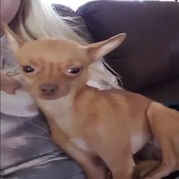 Amazing Singing Chihuahua
