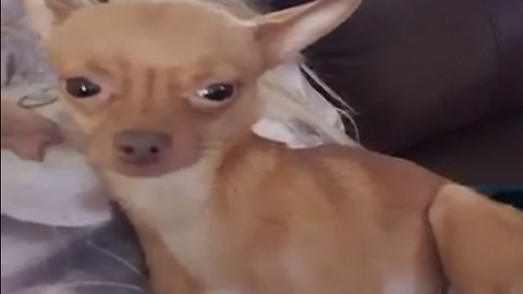 Amazing Singing Chihuahua