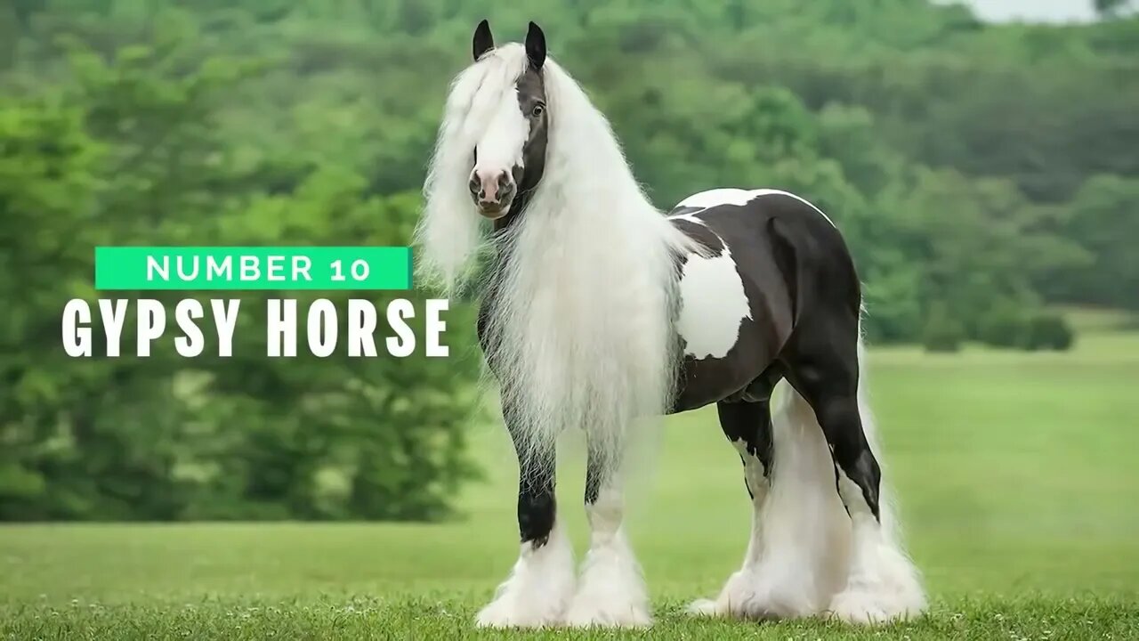 Top 10 Tallest Horses in the World