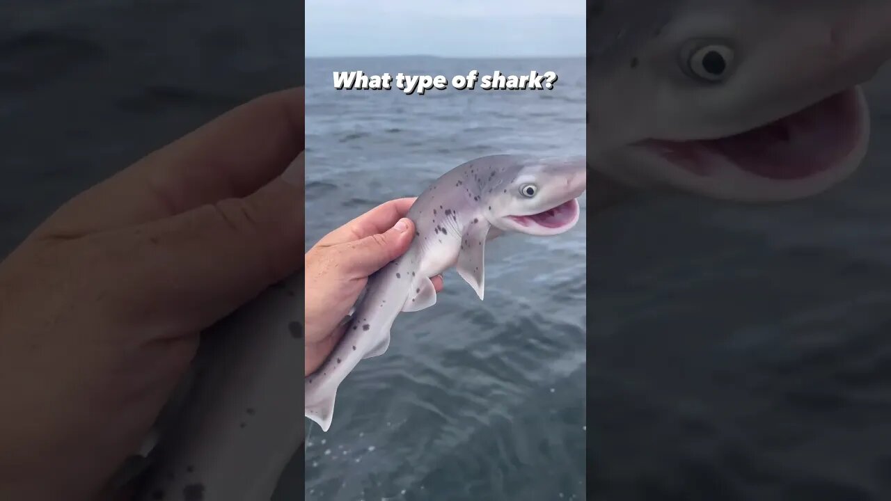 Beautiful Water Creatures - The Smiling Shark😊 #viral #trending #shorts