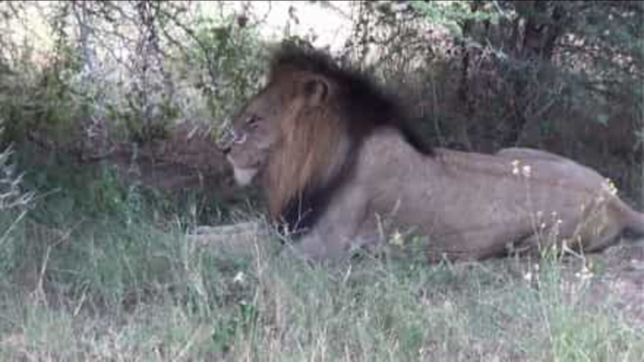 Anche il Re della Savana può essere un giocherellone