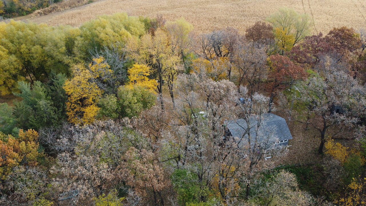 Fall Colors with Birds