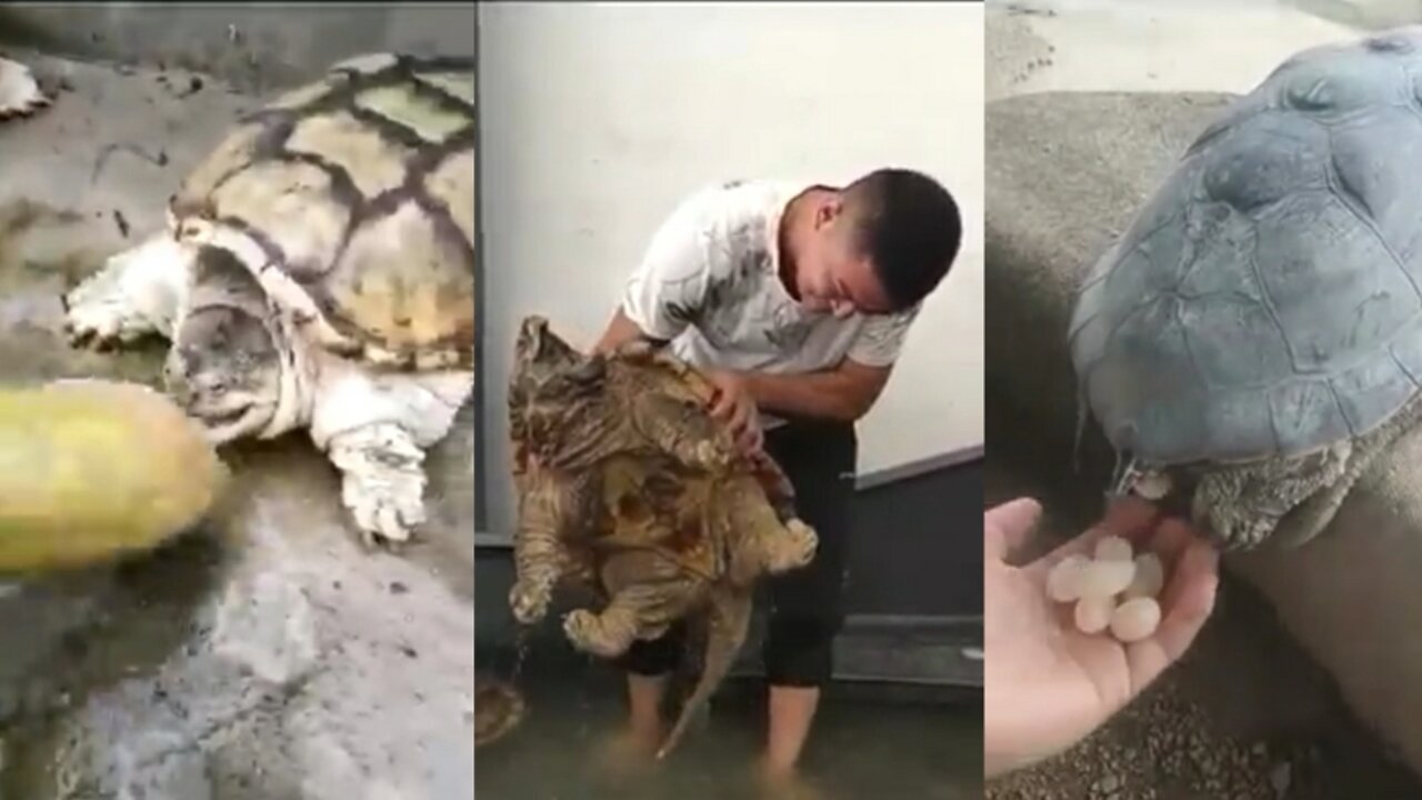 Live big tortoises farm