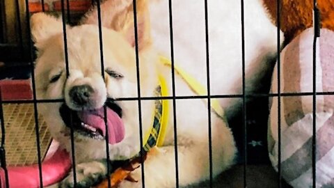 Wanna Laugh All Day Long - Then Watch These Funny Pets