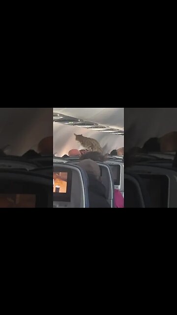 There should be a cat on every flight #cat #shorts