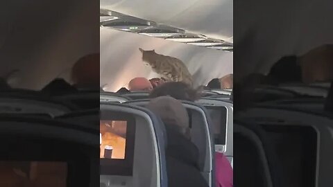 There should be a cat on every flight #cat #shorts