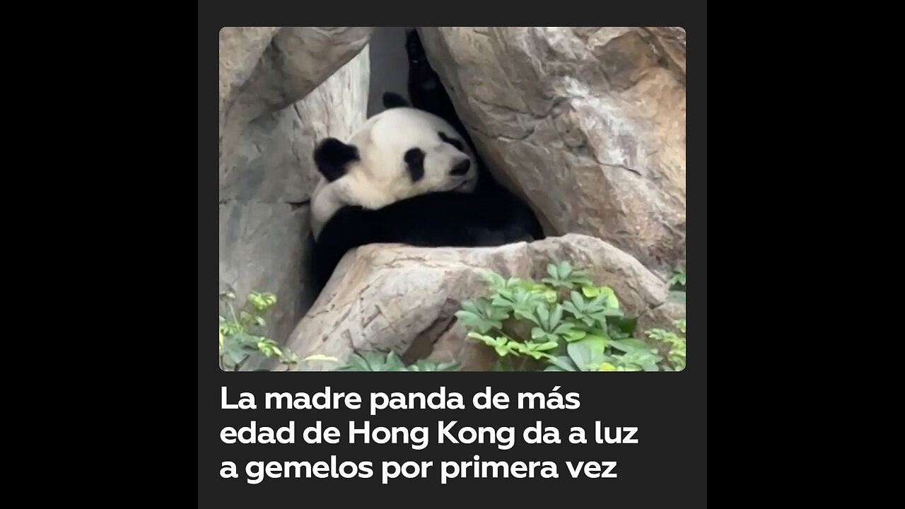 La madre panda primeriza más ‘anciana’ da a luz a gemelos