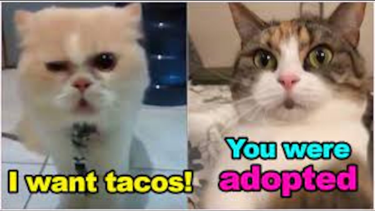 Cat's Talking ? Better than Humans