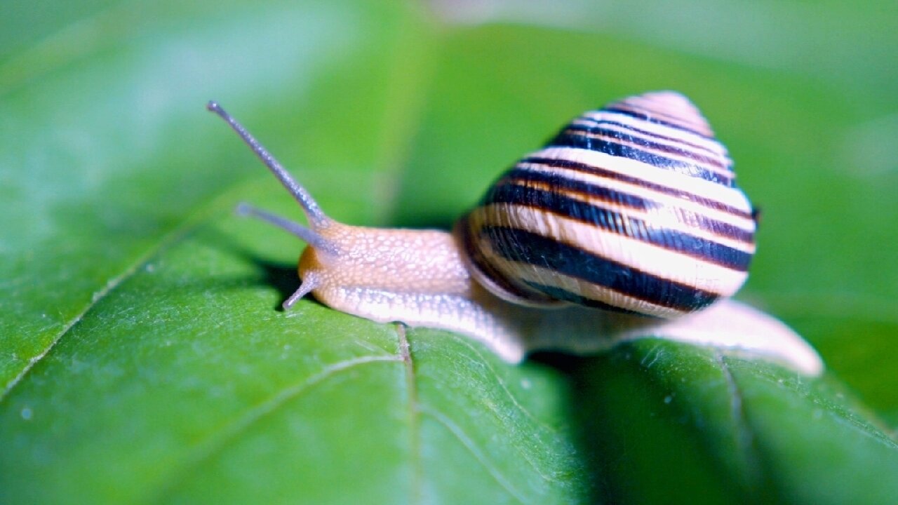 Diffrent Types of Snail | Walking Very Gently| Just Looking Beautiful