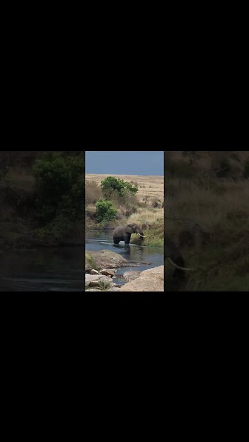 Paddling Pool? #Wildlife | #ShortsAfrica