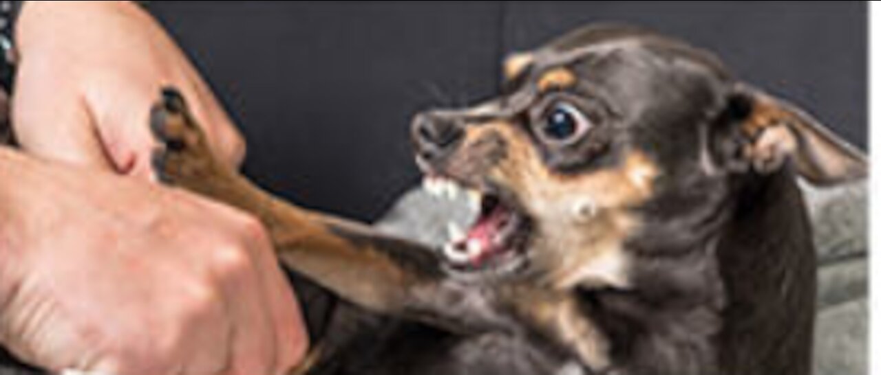 How to make your Dog Aggresive and Develop Hidden Intelligence with Few Simple tricks