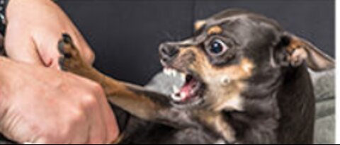 How to make your Dog Aggresive and Develop Hidden Intelligence with Few Simple tricks