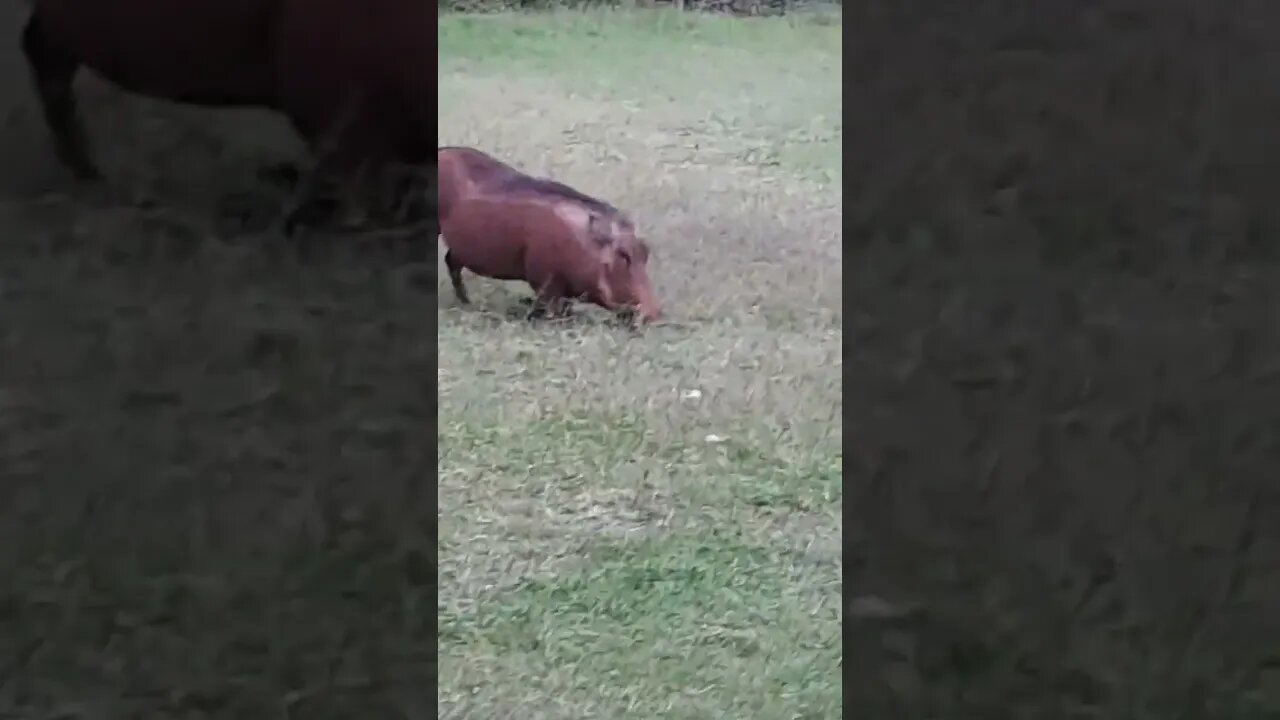 savannah warthog1#relaxing #lions #nature #travel #wildlife #viral #animals #love #cat#short #birds
