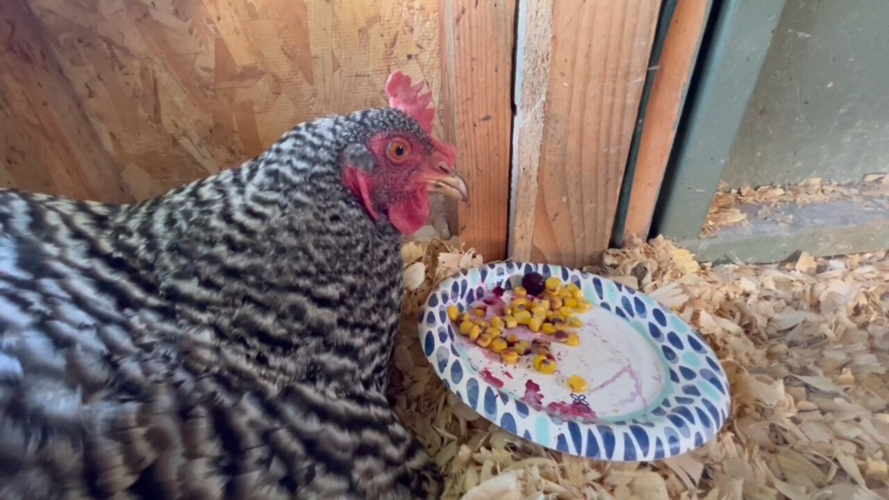 Broody Hen eats Corn!